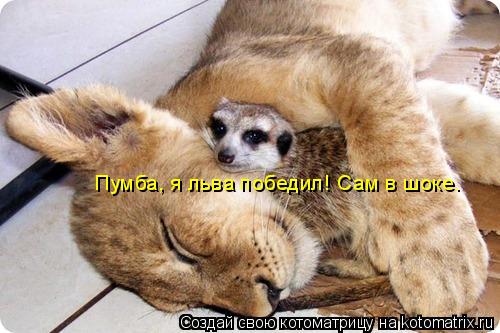 Котоматрица: Пумба, я льва победил! Сам в шоке.