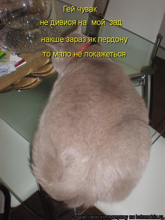 Котоматрица: не дивися на  мой  зад  Гей чувак   інакше зараз як пердону   то мало не покажеться