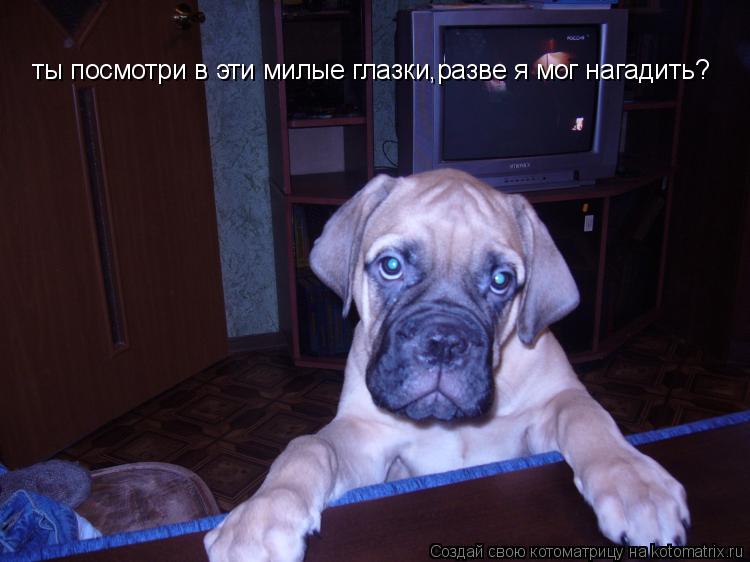 Котоматрица: ты посмотри в эти милые глазки,разве я мог нагадить?