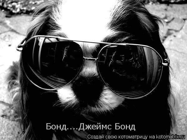 Котоматрица: Бонд....Джеймс Бонд