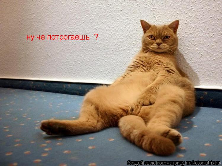 Котоматрица: ну че потрогаешь  ?