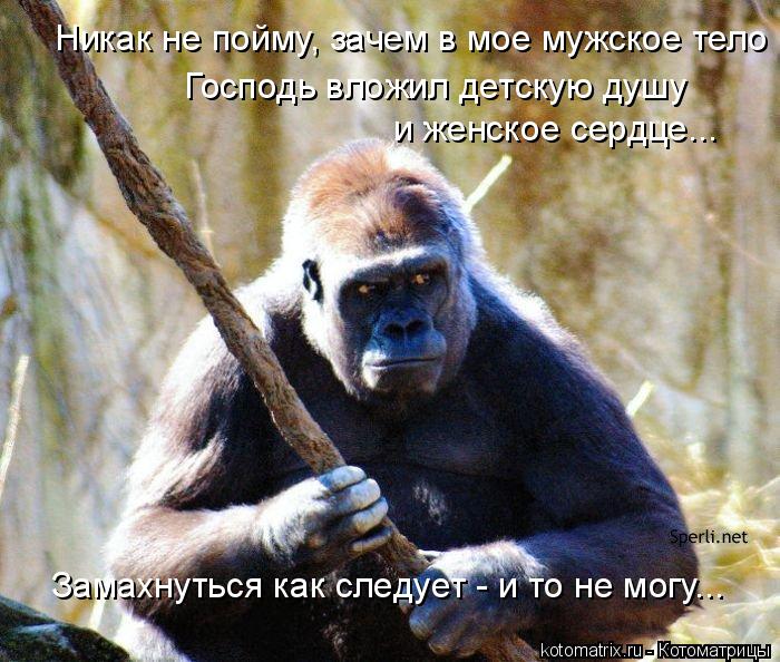 Котоматрица: Никак не пойму, зачем в мое мужское тело Господь вложил детскую душу  и женское сердце... Замахнуться как следует - и то не могу...