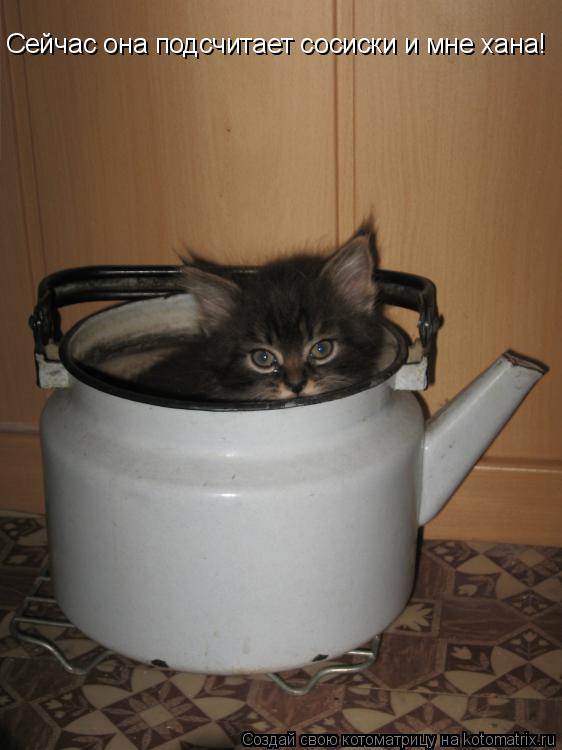 Котоматрица: Сейчас она подсчитает сосиски и мне хана!