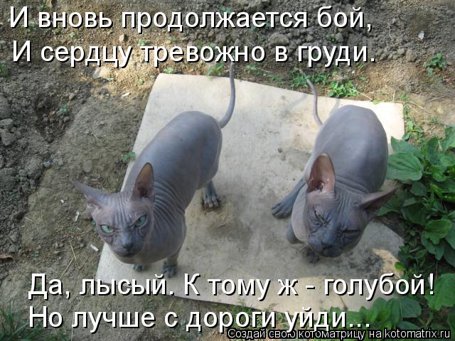 Котоматрица: И вновь продолжается бой,  И сердцу тревожно в груди. Да, лысый. К тому ж - голубой! Но лучше с дороги уйди...