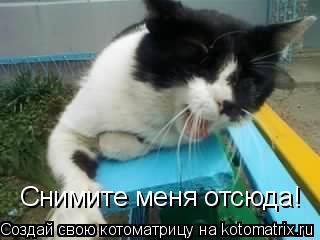 Котоматрица: Снимите меня отсюда!