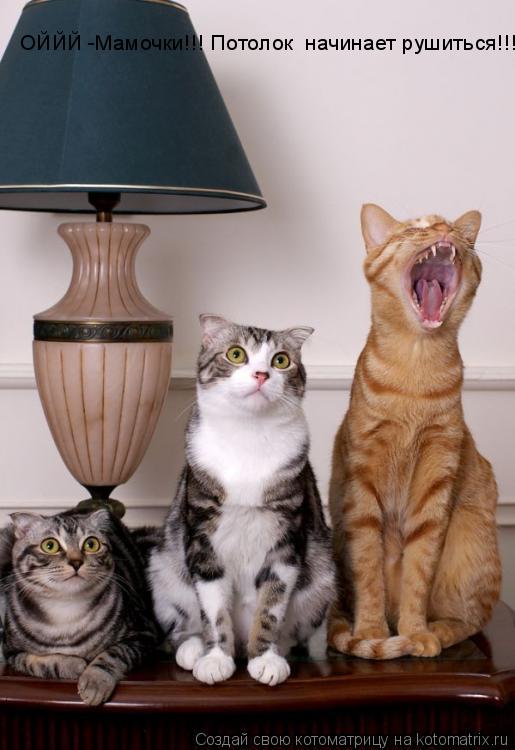 Котоматрица: ОЙЙЙ -Мамочки!!! Потолок  начинает рушиться!!!!
