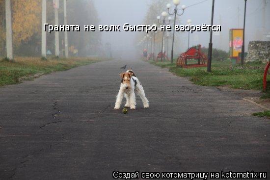 Котоматрица: Граната не волк быстро не взорвётся