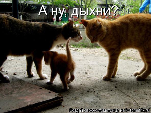 Котоматрица: А ну, дыхни?