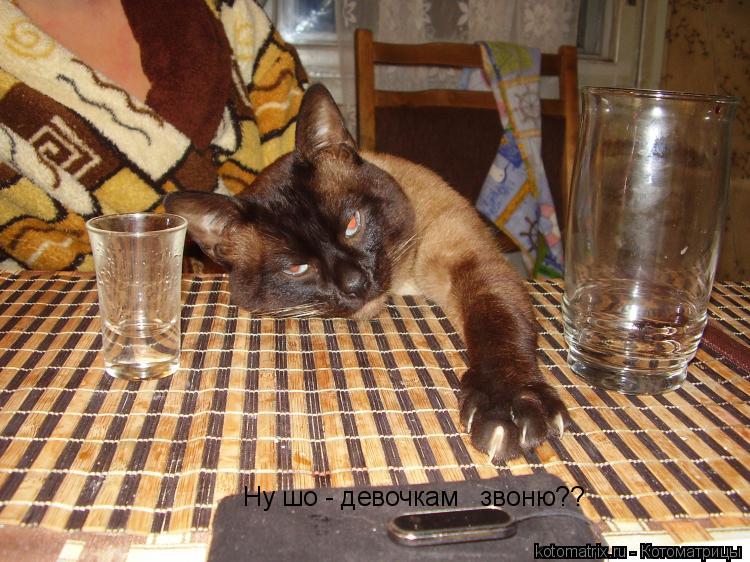 Ну шо - девочкам звоню??... Котоматрица: Ну шо - девочкам звоню??