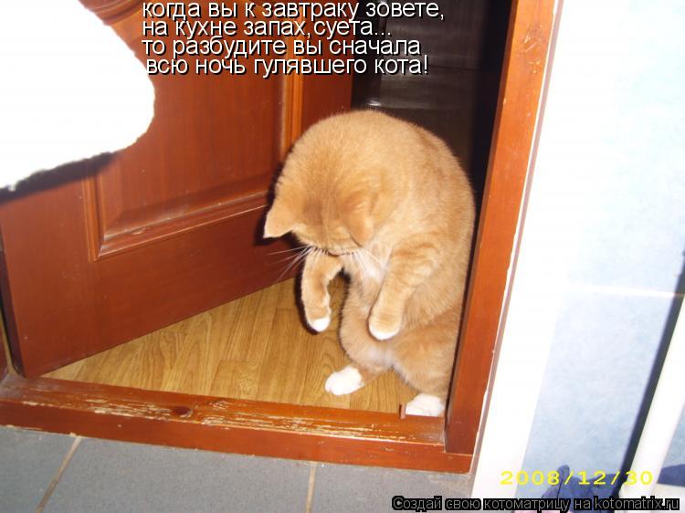 Котоматрица: когда вы к завтраку зовете, на кухне запах,суета... то разбудите вы сначала всю ночь гулявшего кота!