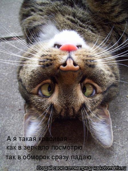А я такая красивая - как в зеркало посмотрю так в обморок сразу падаю....... Котоматрица: А я такая красивая - как в зеркало посмотрю так в обморок сразу падаю....