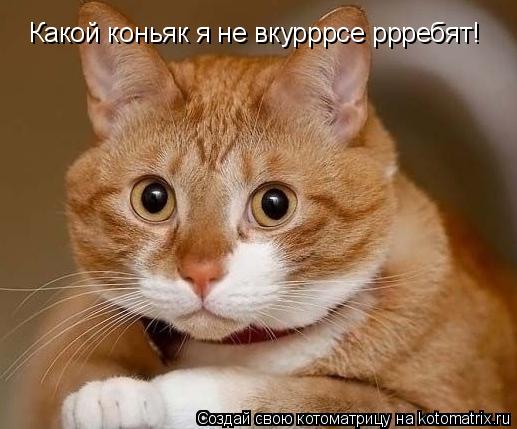 Котоматрица: Какой коньяк я не вкурррсе ррребят!
