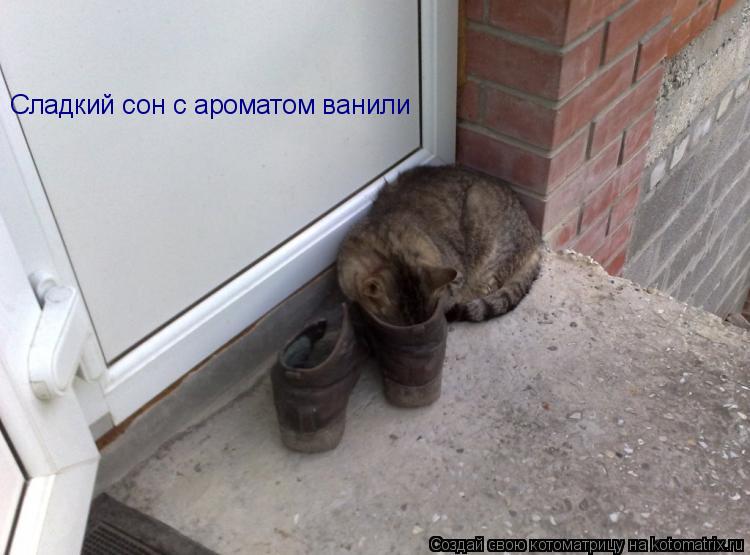 Котоматрица: Сладкий сон с ароматом ванили