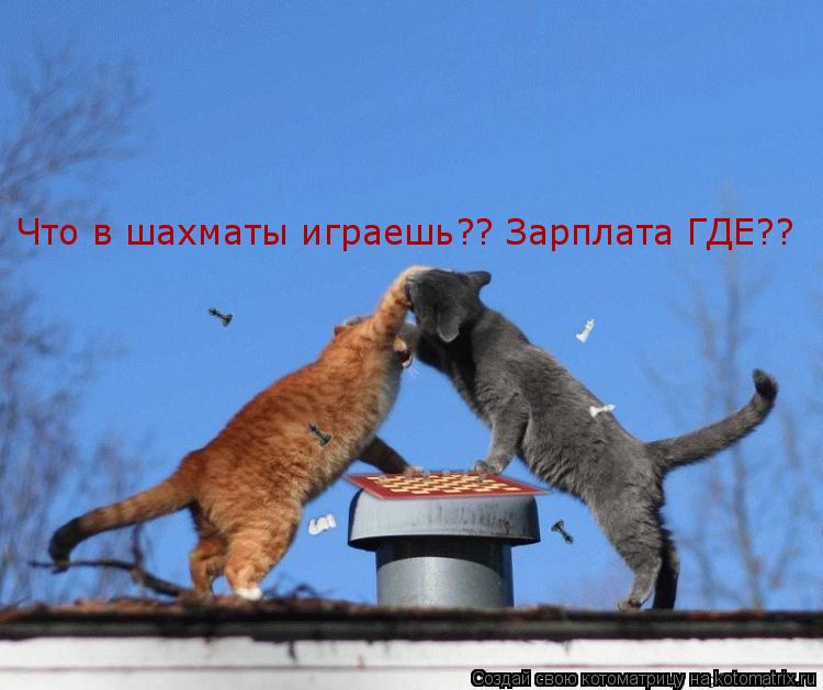 Котоматрица: Что в шахматы играешь?? Зарплата ГДЕ??