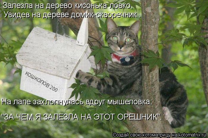 Котоматрица: Залезла на дерево кисонька ловко, Увидев на дереве домик-скворечник . На лапе захлопнулась вдруг мышеловка: "ЗА ЧЕМ Я ЗАЛЕЗЛА НА ЭТОТ ОРЕШНИ