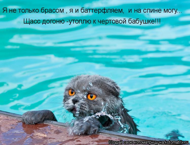 Котоматрица: Я не только брасом , я и баттерфляем,  и на спине могу... Щасс догоню -утоплю к чертовой бабушке!!!