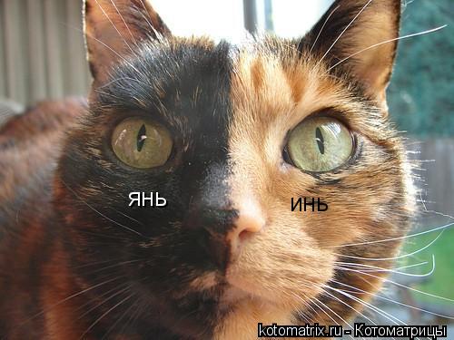 Котоматрица: инь янь