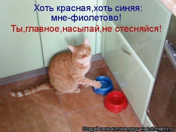 Котоматрица: Хоть красная,хоть синяя: мне-фиолетово! Ты,главное,насыпай,не стесняйся!
