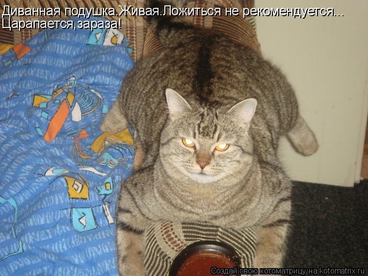 Котоматрица: Диванная подушка.Живая.Ложиться не рекомендуется... Царапается,зараза!