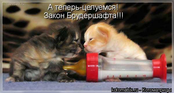 Котоматрица: А теперь-целуемся! Закон Брудершафта!!!