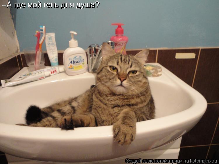 Котоматрица: --А где мой гель для душа?