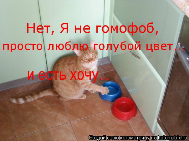 Котоматрица: Нет, Я не гомофоб,  просто люблю голубой цвет... и есть хочу...