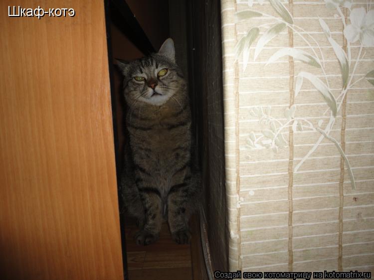 Котоматрица: Шкаф-котэ
