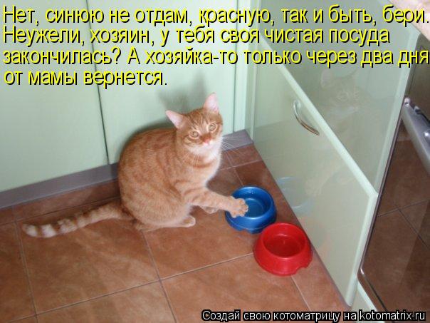 Нет, синюю не отдам, красную, так и быть, бери. Неужели, хозяин, у тебя своя чистая посуда закончила... Котоматрица: Нет, синюю не отдам, красную, так и быть, бери. Неужели, хозяин, у тебя своя чистая посуда закончилась? А хозяйка-то только через два дня от ма