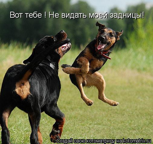 Котоматрица: Вот тебе ! Не видать моей задницы!