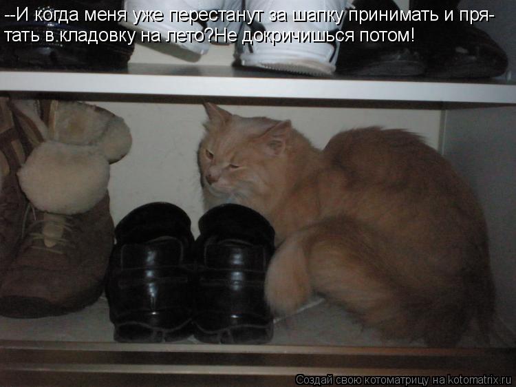 Котоматрица: --И когда меня уже перестанут за шапку принимать и пря- тать в кладовку на лето?Не докричишься потом!