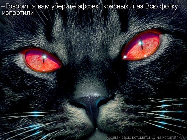 Котоматрица: --Говорил я вам,уберите эффект красных глаз!Всю фотку испортили!