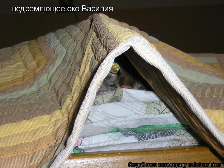 Котоматрица: недремлющее око Василия