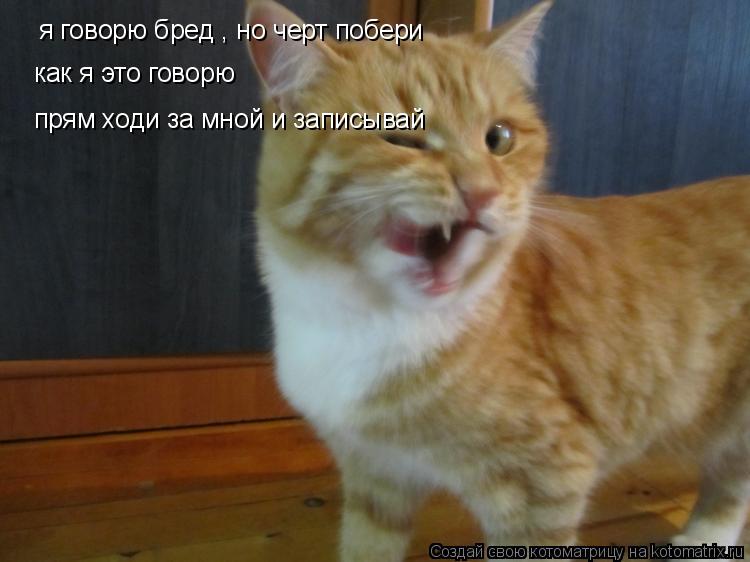 Котоматрица: я говорю бред , но черт побери как я это говорю прям ходи за мной и записывай