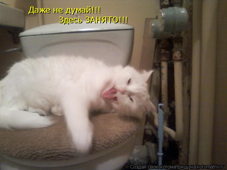 Котоматрица: Даже не думай!!! Здесь ЗАНЯТО!!!