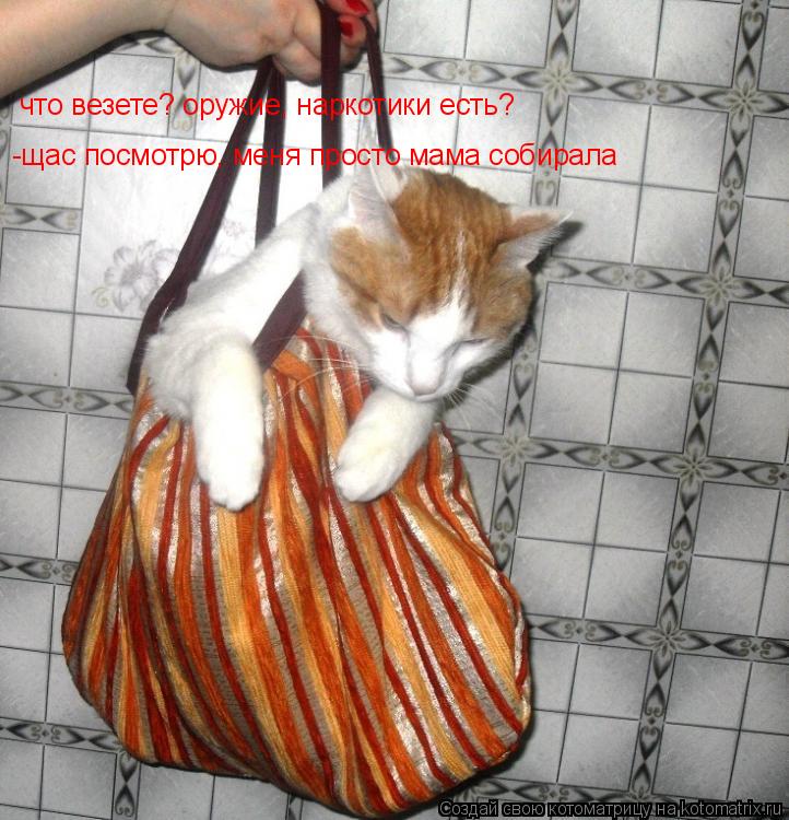 Котоматрица: что везете? оружие, наркотики есть? -щас посмотрю, меня просто мама собирала