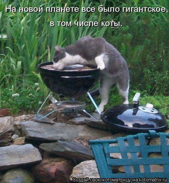 Котоматрица: На новой планете все было гигантское, в том числе коты.