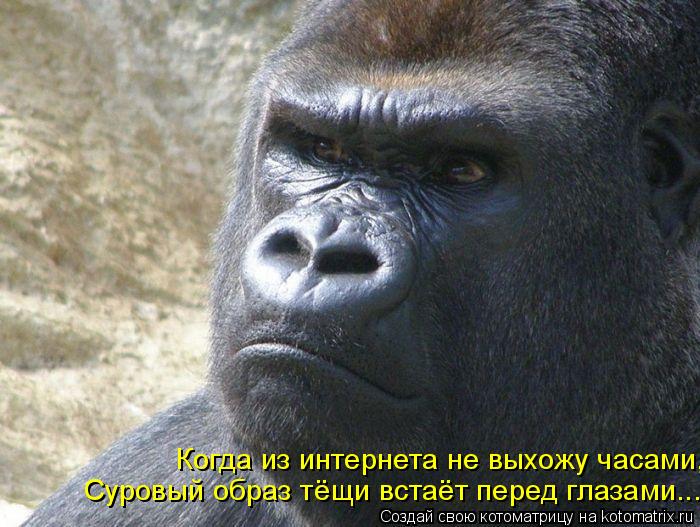 Котоматрица: Когда из интернета не выхожу часами, Суровый образ тёщи встаёт перед глазами...