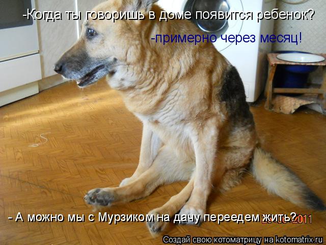 Котоматрица: -Когда ты говоришь в доме появится ребенок? -примерно через месяц! - А можно мы с Мурзиком на дачу переедем жить? - А можно мы с Мурзиком на дач