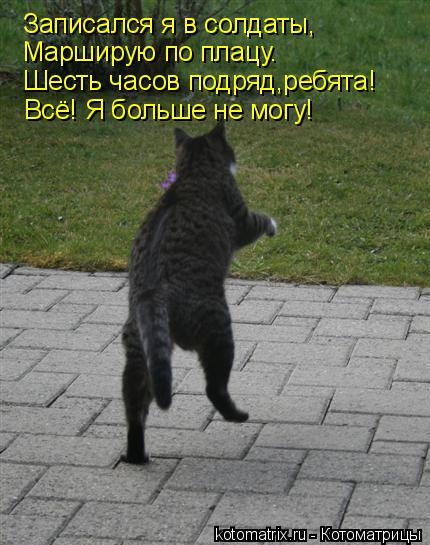 Котоматрица: Записался я в солдаты, Марширую по плацу. Шесть часов подряд,ребята! Всё! Я больше не могу!