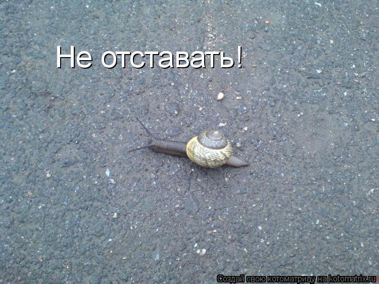 Котоматрица: Не отставать!