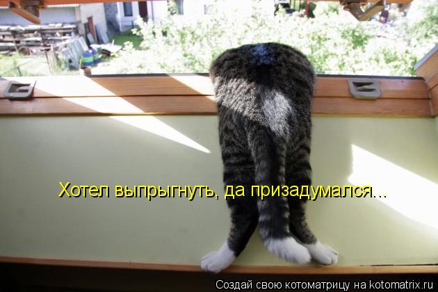 Котоматрица: Хотел выпрыгнуть, да призадумался...