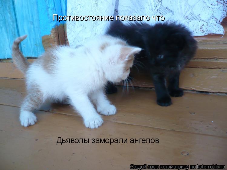 Котоматрица: Противостояние показало что Дьяволы заморали ангелов