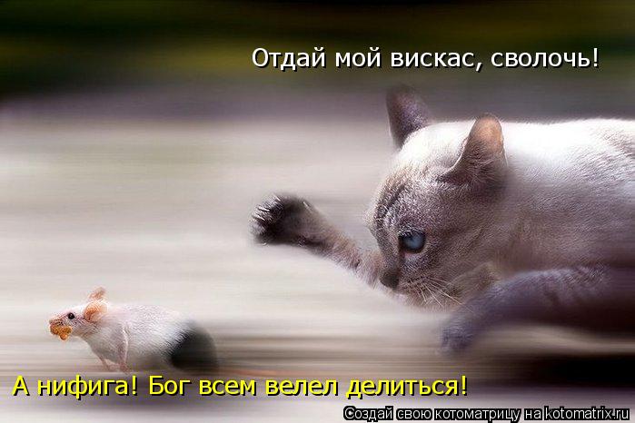 Котоматрица: Отдай мой вискас, сволочь! А нифига! Бог всем велел делиться!