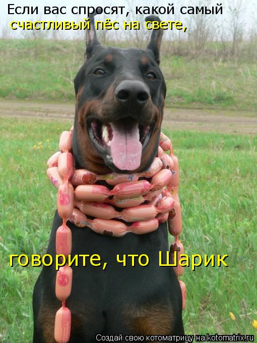 Котоматрица: Если вас спросят, какой самый счастливый пёс на свете, говорите, что Шарик