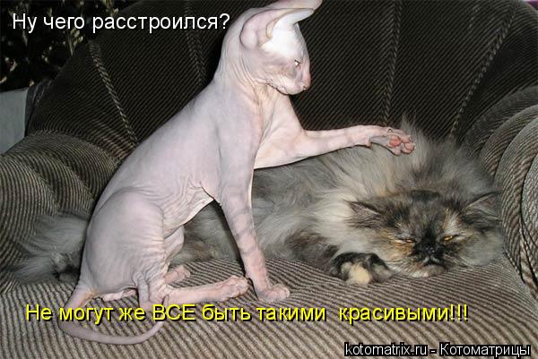 Котоматрица: Ну чего расстроился?  Не могут же ВСЕ быть такими  красивыми!!!