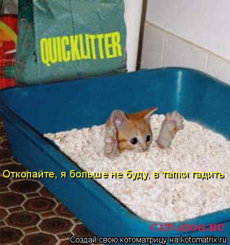 Откопайте, я больше не буду, в тапки гадить... Котоматрица: Откопайте, я больше не буду, в тапки гадить