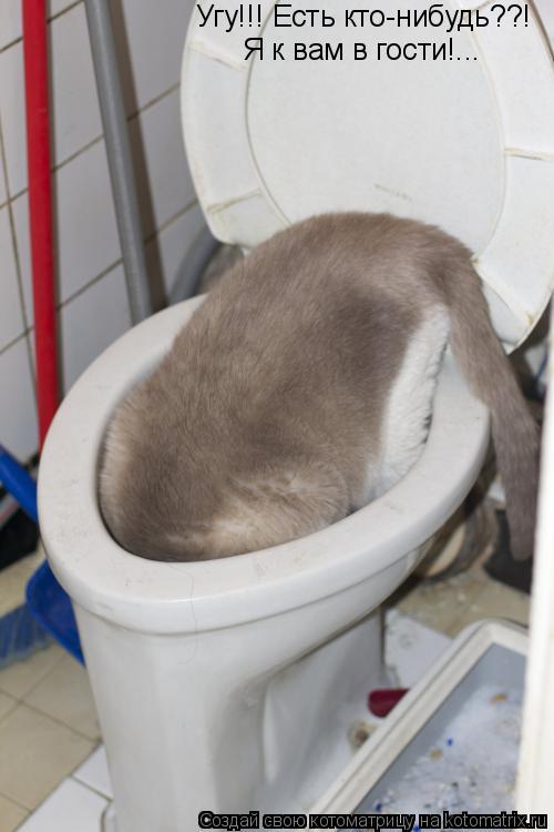 Угу!!! Есть кто-нибудь??! Я к вам в гости!...... Котоматрица: Угу!!! Есть кто-нибудь??! Я к вам в гости!...
