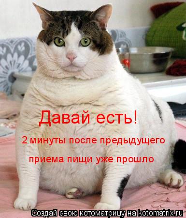 Давай есть! 2 минуты после предыдущего приема пищи уже прошло... Котоматрица: Давай есть! 2 минуты после предыдущего приема пищи уже прошло