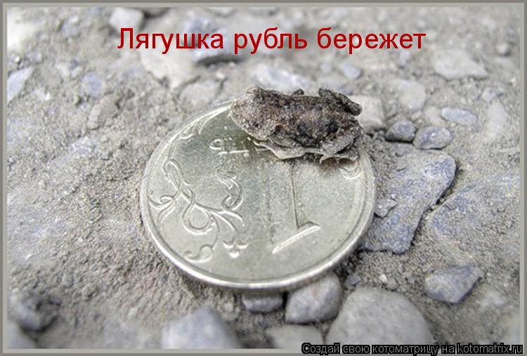 Лягушка рубль бережет... Котоматрица: Лягушка рубль бережет