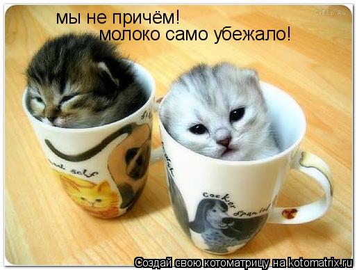 мы не причём! молоко само убежало!... Котоматрица: мы не причём! молоко само убежало!